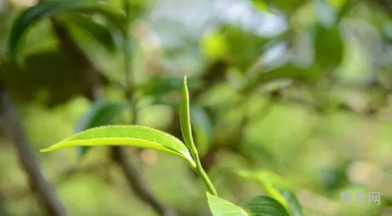 春茶是越早采摘越好吗(春茶什么时候采摘最好)