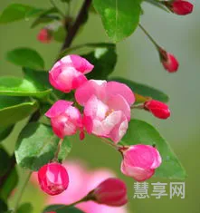 嫣然一笑竹篱间(嫣然一笑竹篱间,桃李漫山总粗俗)