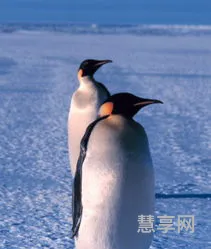 南极洲的动物(南极十大动物排名图片)
