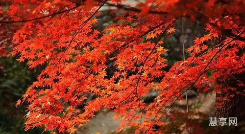 霜叶红于二月花上一句(赞美深秋红叶的景色的诗句)