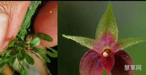 世界上最小的花是什么花(无根萍的花 图片)