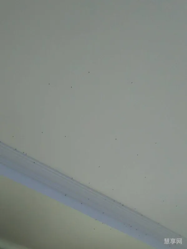 家里地上好多小黑虫哪里来的(白菜有小黑虫怎么除虫)