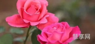月季花什么时候开花几点钟(月季花的开花时间)