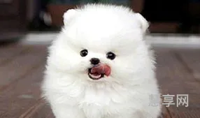 博美犬多少钱一只(博美犬价格表)