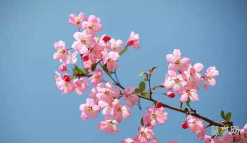 万紫千红春满园(一花独放不是春,百花齐放春满园)