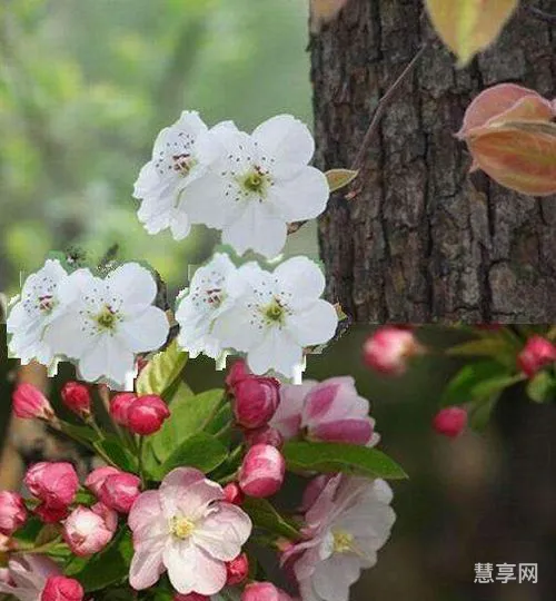 一树梨花压海棠的意思(八十老翁十八娘,一树梨花压海棠)