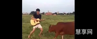 对牛弹琴是什么意思(对牛弹琴的原文及翻译)