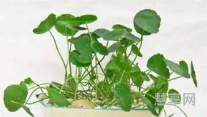 满天星花怎么养殖方法(满天星盆栽图片)