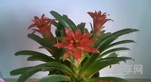 凤梨花怎么养(凤梨花浇水的正确方法)