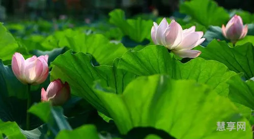 小暑是什么意思的简单介绍(小暑代表的意思)