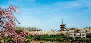 春天旅游推荐(春节前后适合去哪里旅游)