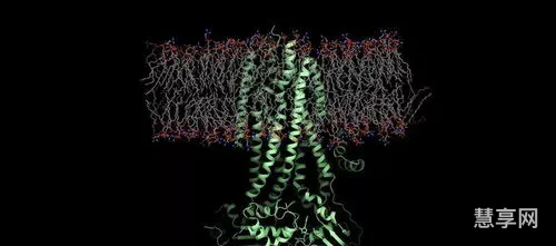 囊性纤维化病(高中生物囊性纤维病原理图解)