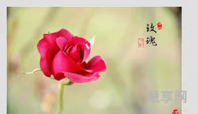 铿锵玫瑰是什么意思(女生说自己是铿锵玫瑰)