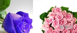 19朵玫瑰代表什么意思(11朵和19朵玫瑰花的区别)