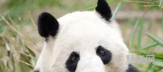 大熊猫的外形(中国唯一一只金色大熊猫)
