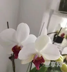 蝴蝶兰怎么养(蝴蝶兰好养殖吗)