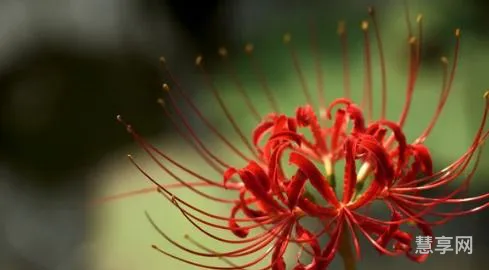 彼岸花开的意思(彼岸花开象征什么爱情)