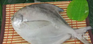 鲳鱼的营养价值(红烧鲳鱼的家常做法)