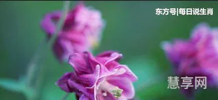 前世美人是什么生肖(前世今生打一动物生肖)