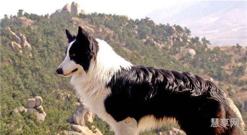 边境牧羊犬的性格(养边牧的人是什么性格)