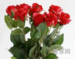 玫瑰花怎么保鲜(花店一束玫瑰花大概多少钱)