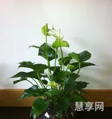 白掌的养殖方法(白掌如何养护)