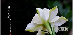 栀子花开的季节(栀子花一年开几次花)