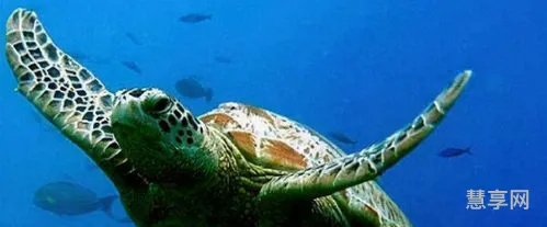世界最大的海龟(巨型海龟图片)