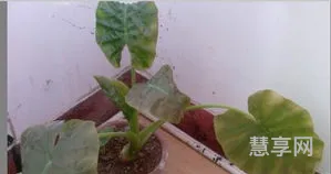 滴水观音叶子发黄怎么办(绿植的叶子尖发黄是什么原因)