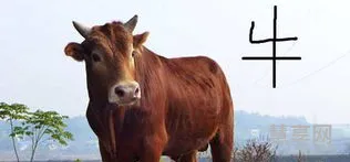 生不逢时是什么生肖(绿地的是什么生肖)