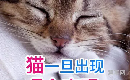 猫有九条命是真的吗(猫和人的缘分是注定的)