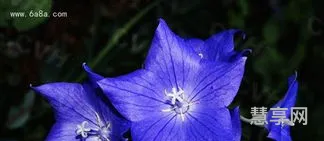 桔梗花的花语(白桔梗花一般送给谁)