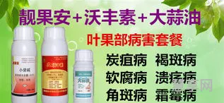 坦然克300(300克有多少有参照物)