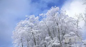雪是怎样形成的(雪的形成原理)