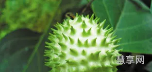 秋天的果实有哪些(秋天10大水果)