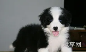 边境牧羊犬怎么养(边牧训练方法及口令)