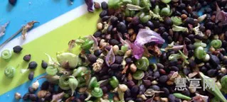 凤仙花的生长过程(凤仙花观察日记)