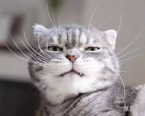 俗话说猫有九条命是真的吗(猫有九条命的来历)