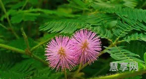 含羞草的外形特点(含羞草的样子和特点描写)