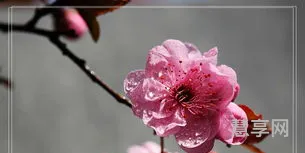 看庭前花开花落