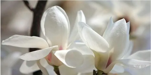 玉兰花的特点是什么(玉兰花的形态特征)
