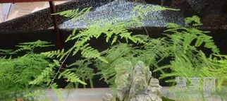 文竹叶子发黄怎么挽救(文竹叶子发黄浇白糖水)
