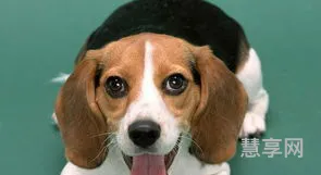 比格犬好养吗(十大最干净最好养的狗)