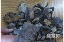 灵芝年份越久越好么(几年的灵芝是最好的)