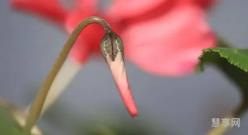 节外生枝打一生肖(砍了竹子节外生枝最佳生肖)