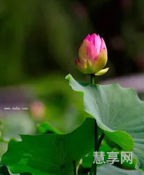 荷花是什么时候开的(荷花在哪个季节开)