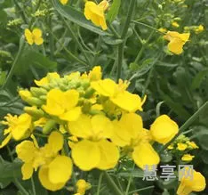 郁金香开花时间(郁金香一年能开几次花)