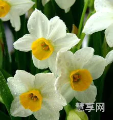 冬天的花有哪些(十大代表冬天的花)