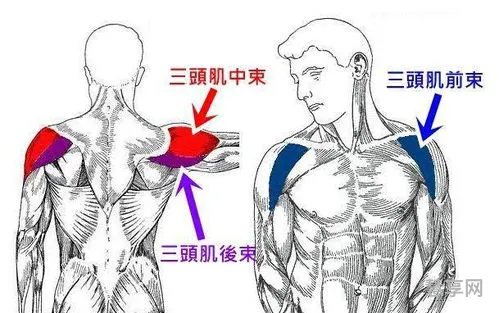 三角肌怎么练(徒手练三角肌最有效的动作)