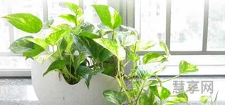 室内水生植物(改善水质最强的水生植物)